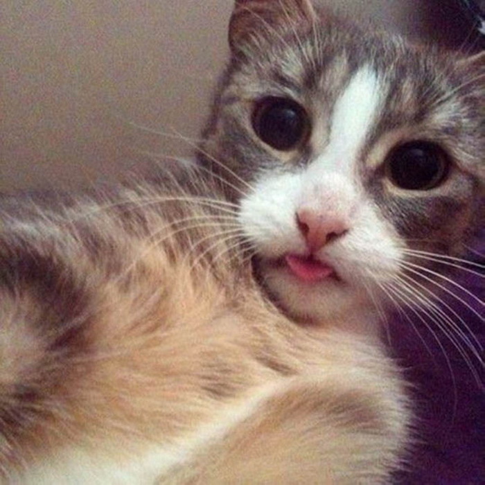 Кошки, сфотографированные в стиле Selfie