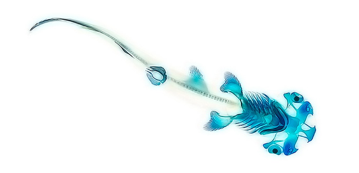 Анатомия рыб в уникальном проекте Adam Summers