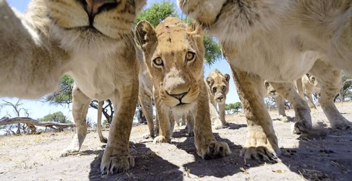 Дикие африканские львы