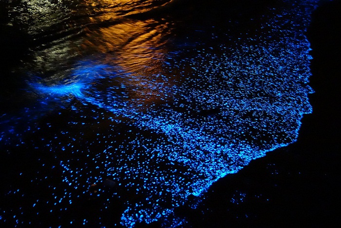 Биолюминесцентный фитопланктон: фотографии Will Ho