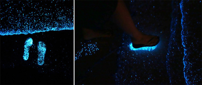 Биолюминесцентный фитопланктон на Мальдивах