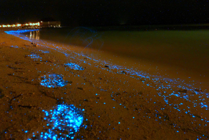 Уникальный биолюминесцентный фитопланктон на Мальдивах