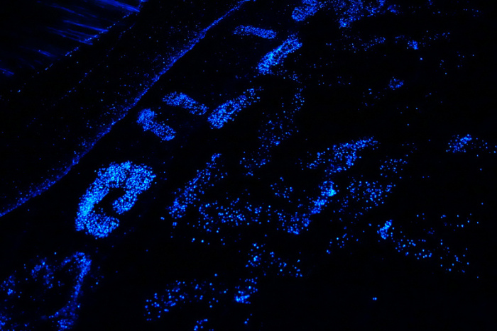 Светящийся биолюминесцентный фитопланктон на Мальдивах от Will Ho