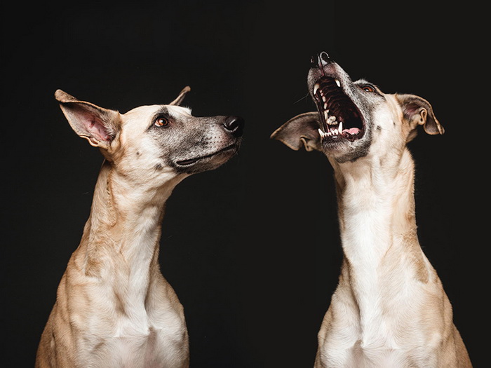 Собаки от фотографа Elke Vogelsang