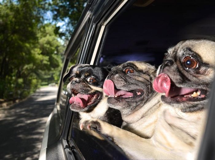 Коллекция Dogs in Cars