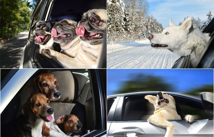 Dogs in Cars