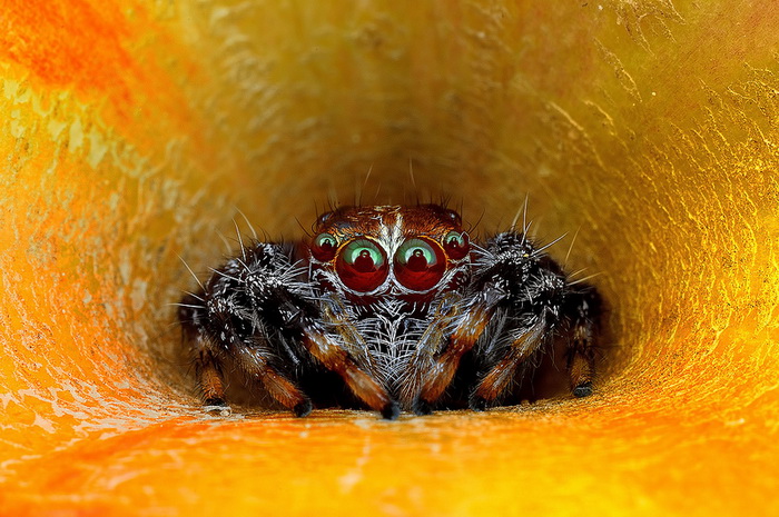 Уникальные макроснимки паучков от фотографа Jimmy Kong