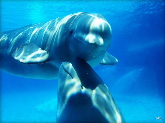 самка дельфина с детенышем