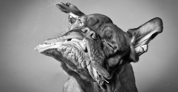 Серия фотографий встряхивающихся собак Carli Davidson