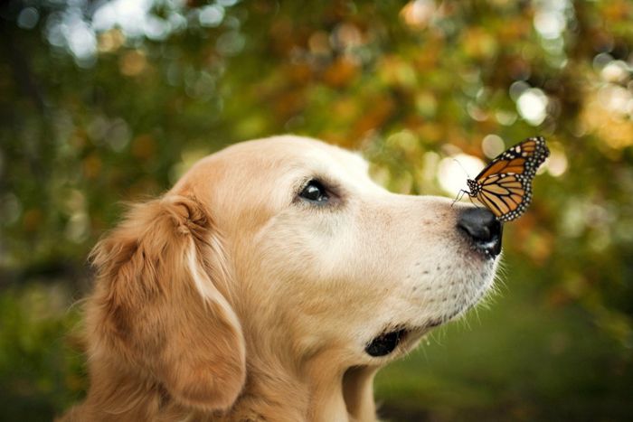 Собака и бабочка