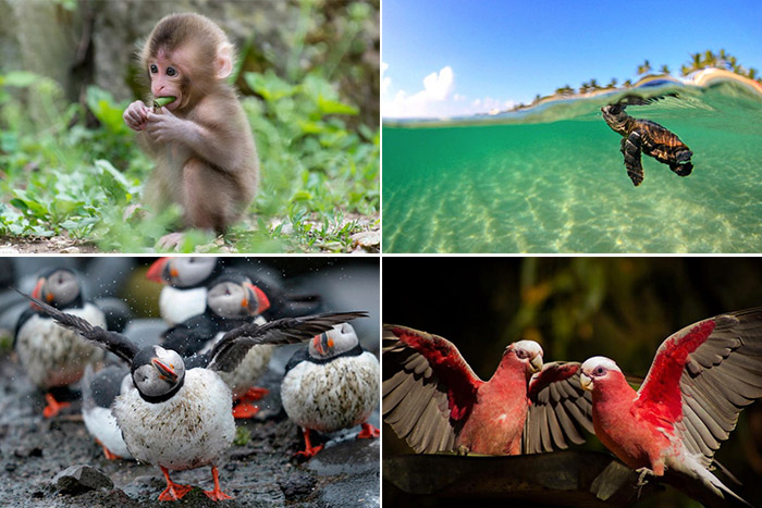 Фотографии животных и птиц