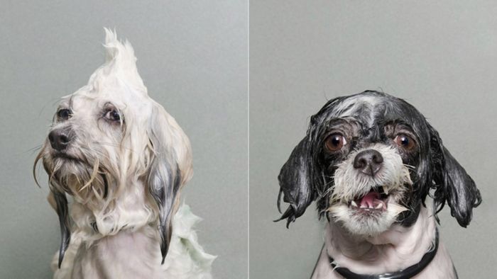 Мокрые собаки от фотографа Sophie Gamand