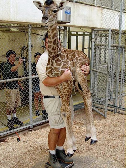 Взвешивание жирафа