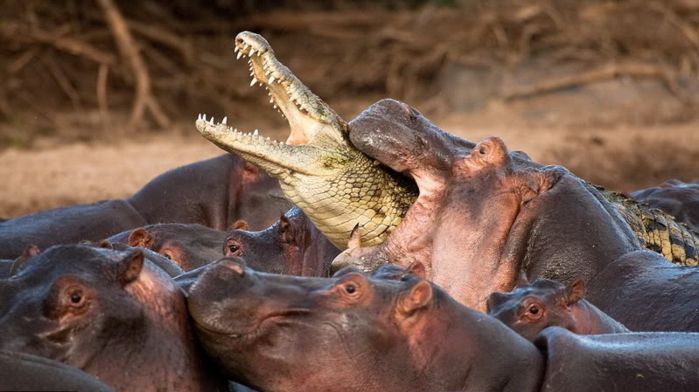 Бегемоты едят крокодила