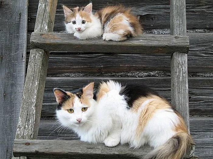 Две кошки: мама и детеныш