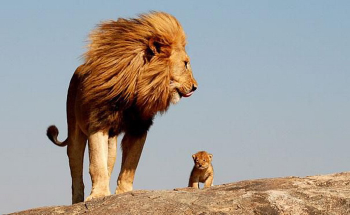 Лев с детенышем
