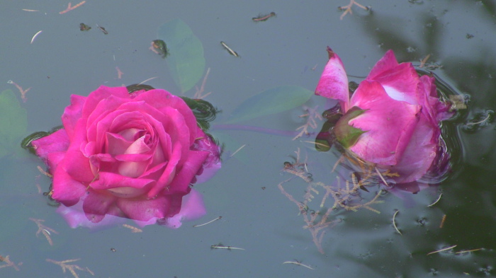 Розы в пруду.