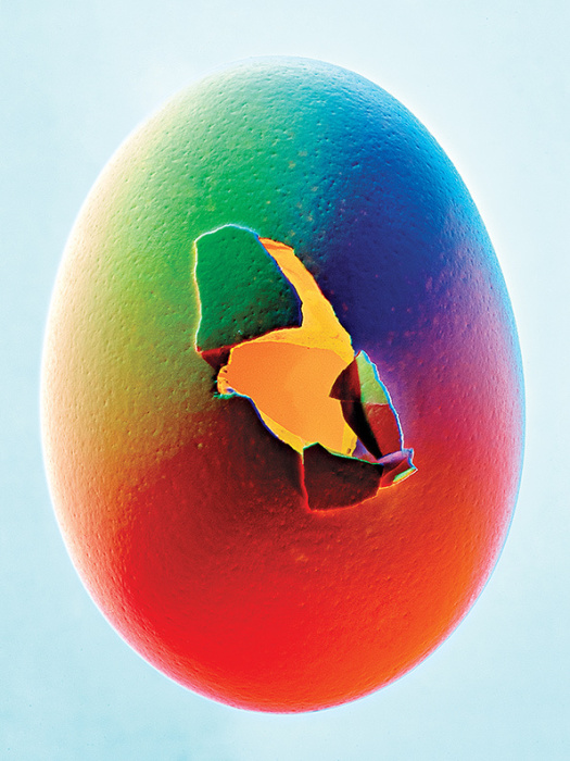 Разноцветное яйцо на снимке, сделанном Bobby Doherty.