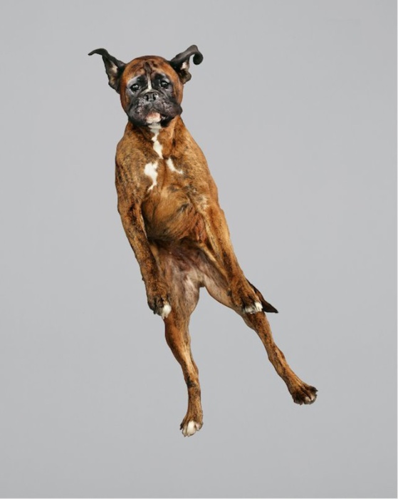 Смешные снимки собак от Julia Christe.