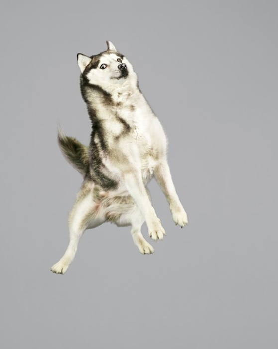 Летающие псы в фото-проекте немецкого фотографа.