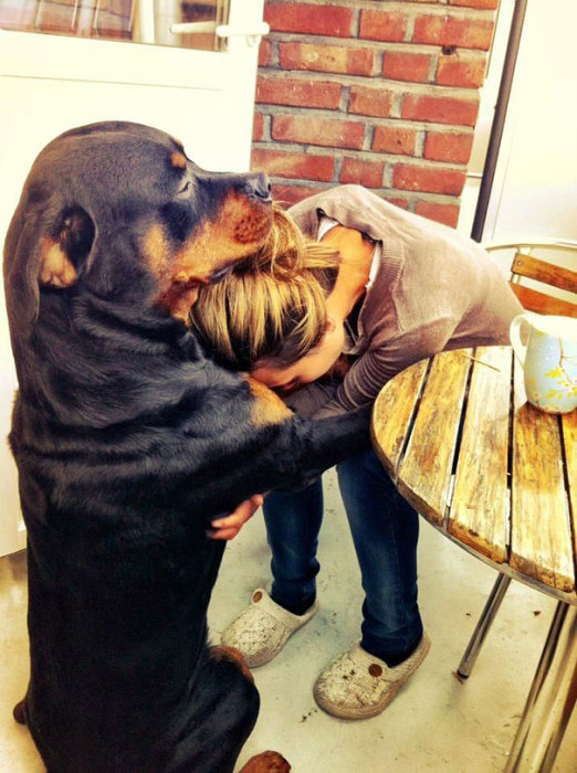 Большой пес утешает свою хозяйку.