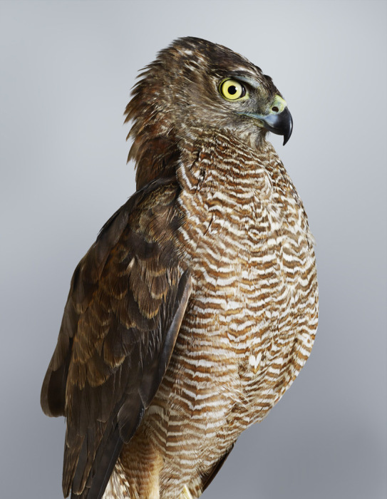 Завораживающие портреты птиц от Лейла Джефрис (Leila Jeffreys).