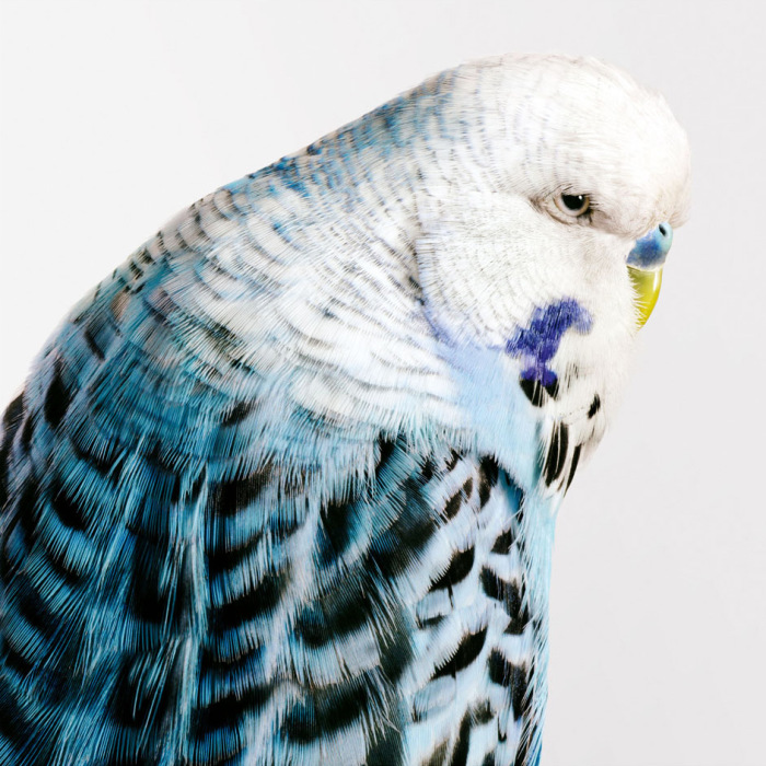 Волнистый попугайчик на фотографии от Лейлы Джефрис (Leila Jeffreys).