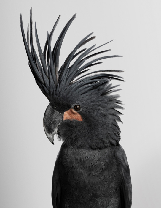 Очаровательные портреты птиц от фотографа из Австралии. 