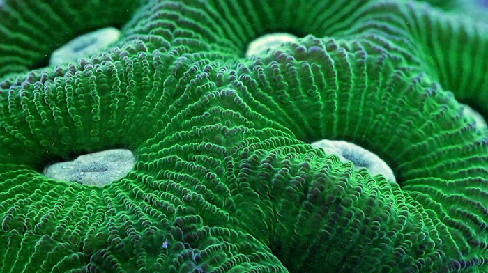 Необыкновенный мир коралловых рифов от Daniel Stoupin.