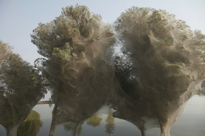 Деревья, окутанные паутиной (Пакистан).