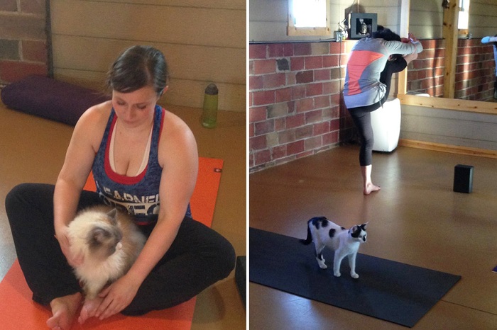 Кошки, свободно разгуливающие в студии на занятиях по йоге.