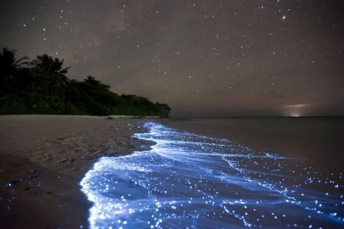 «Звездный прибой» - биолюминисценция на Мальдивах.