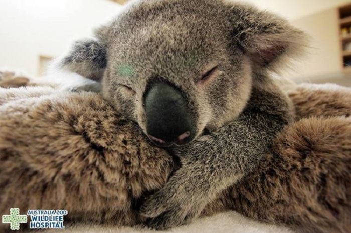 Детеныши коалы до года находятся на спинах у самок.