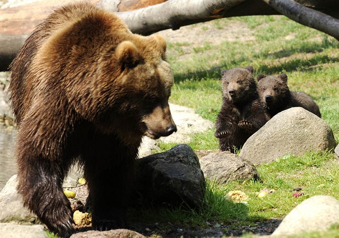 Любопытные медвежата выглядывают из-за мамы.