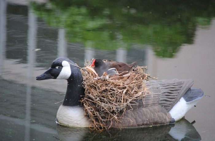 Фигура утки стала настоящим гнездом для птенцов.