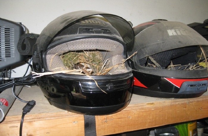 Старые шлемы стали уютными гнездышками для птичьего потомства.