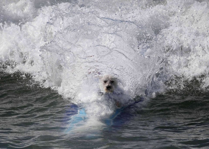 Соревнование по серфингу среди собак.