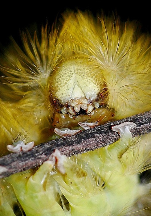 Dasychira Pudibunda Caterpillar.