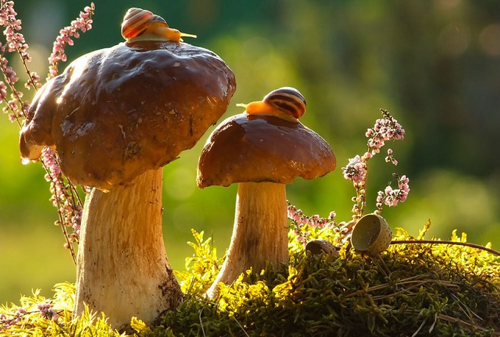 Улитки на грибах греются под солнцем.