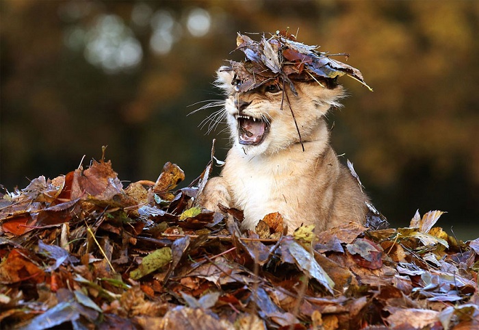 Осенние забавы львенка.