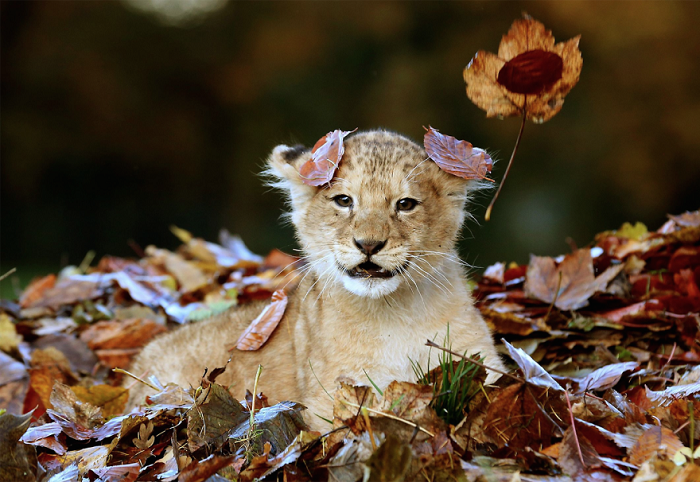 Львенок играет с листьями.