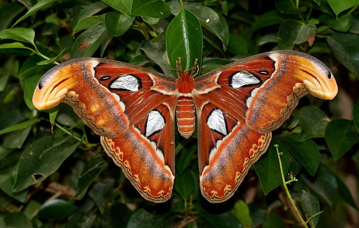 Atlas Moth.