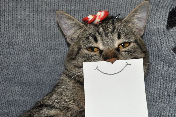 Кошка с веселой бумажной улыбкой.