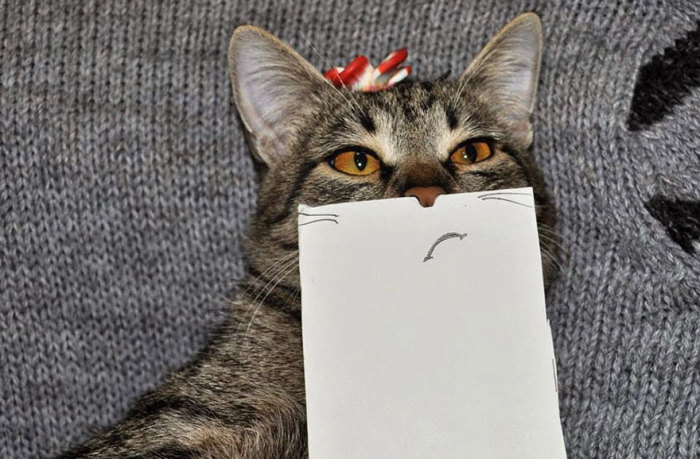 Кошка с забавной бумажной гримасой.