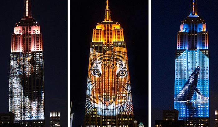 Empire State Building - огромный экран, на который проектировались вымирающие виды животных.