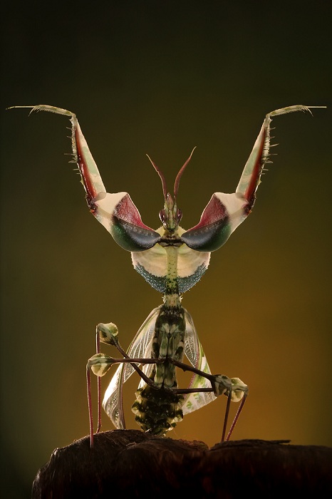 Devil’s Flower Mantis<br>Idolomantis Diabolica.