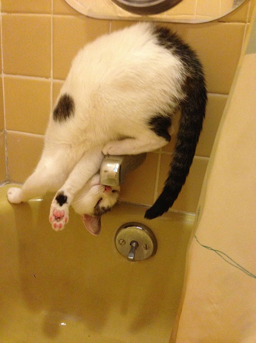 Кот готов на любые извороты лишь бы воды напиться.