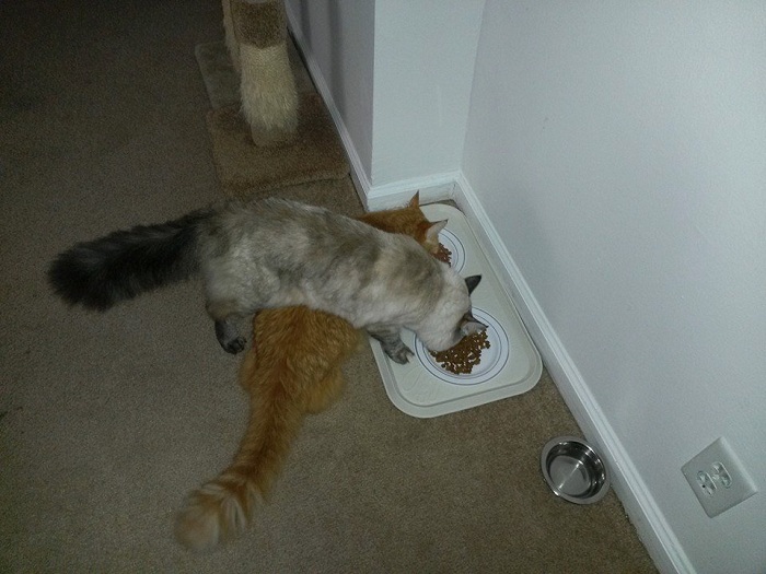 Коты едят в неудобных позах.