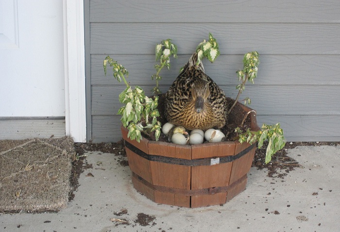 Утка высидела яйца прямо в цветочном горшке.