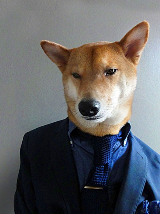 Собака породы сибу-ина любит фотографироваться в одежде.